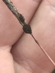 Claviceps pusilla