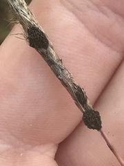 Claviceps pusilla