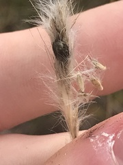 Claviceps pusilla