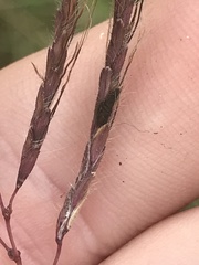 Claviceps pusilla