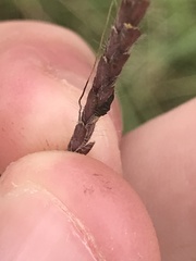 Claviceps pusilla