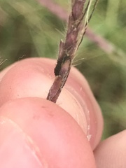 Claviceps pusilla