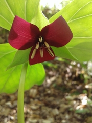 Trillium vaseyi