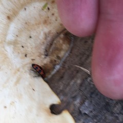 Episcaphula australis