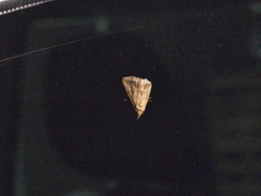 Aglaonice deldonalis