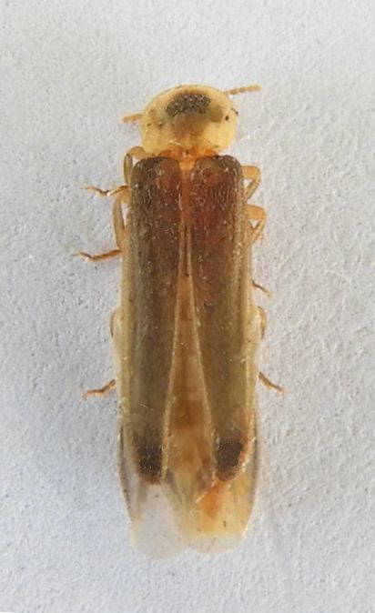 Chiricahua glow-worm