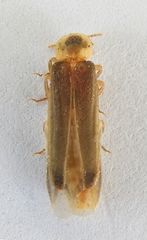 Microphotus chiricahuae