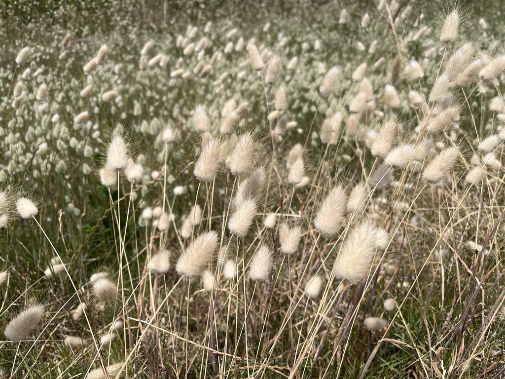 Hare's Tail Grass