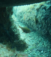 Pempheris ornata