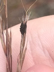Claviceps pusilla