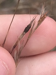 Claviceps pusilla