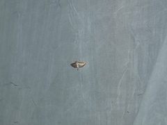 Marasmia cochrusalis