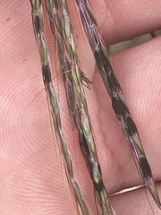 Claviceps pusilla