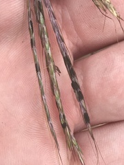 Claviceps pusilla
