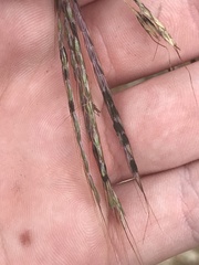 Claviceps pusilla