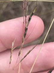 Claviceps pusilla