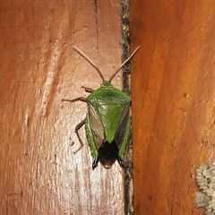 Pygoda polita