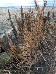 Artemisia suksdorfii