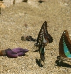 Graphium evemon