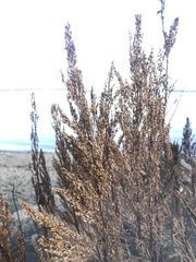 Artemisia suksdorfii