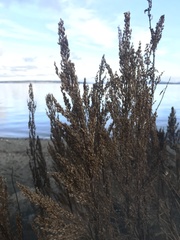 Artemisia suksdorfii