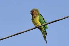 Eupsittula pertinax