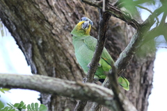 Amazona amazonica