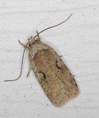 Agonopterix curvilineella