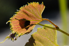 Vitis flexuosa