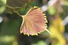 Vitis flexuosa