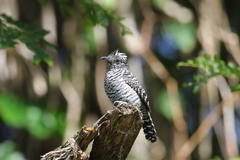 Thamnophilus doliatus