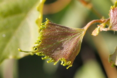 Vitis flexuosa