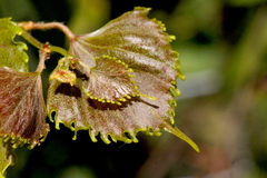 Vitis flexuosa