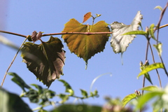 Vitis flexuosa