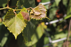 Vitis flexuosa