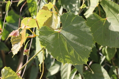 Vitis flexuosa