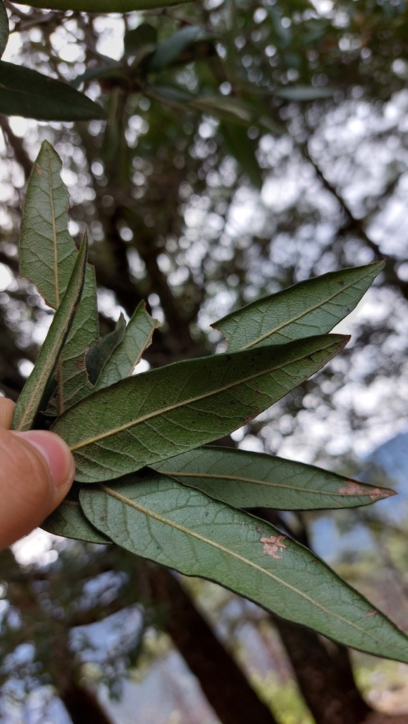 Quercus pinnativenulosa