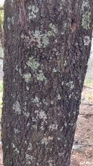 Quercus pinnativenulosa