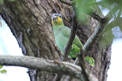 Amazona amazonica
