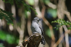 Thamnophilus doliatus