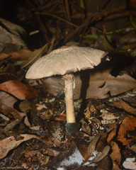 Agaricales