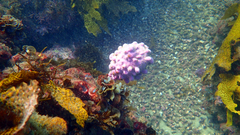 Pyura spinifera