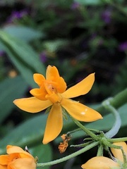Asclepias curassavica