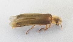 Microphotus chiricahuae