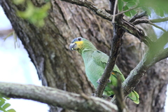 Amazona amazonica