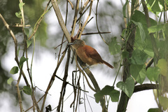 Thamnophilus doliatus