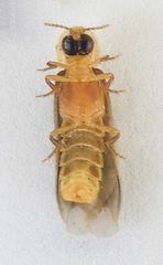 Microphotus chiricahuae