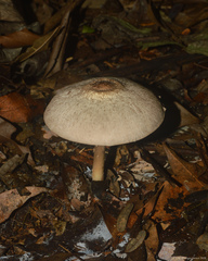 Agaricales