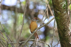 Thamnophilus doliatus