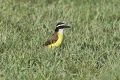 Pitangus sulphuratus